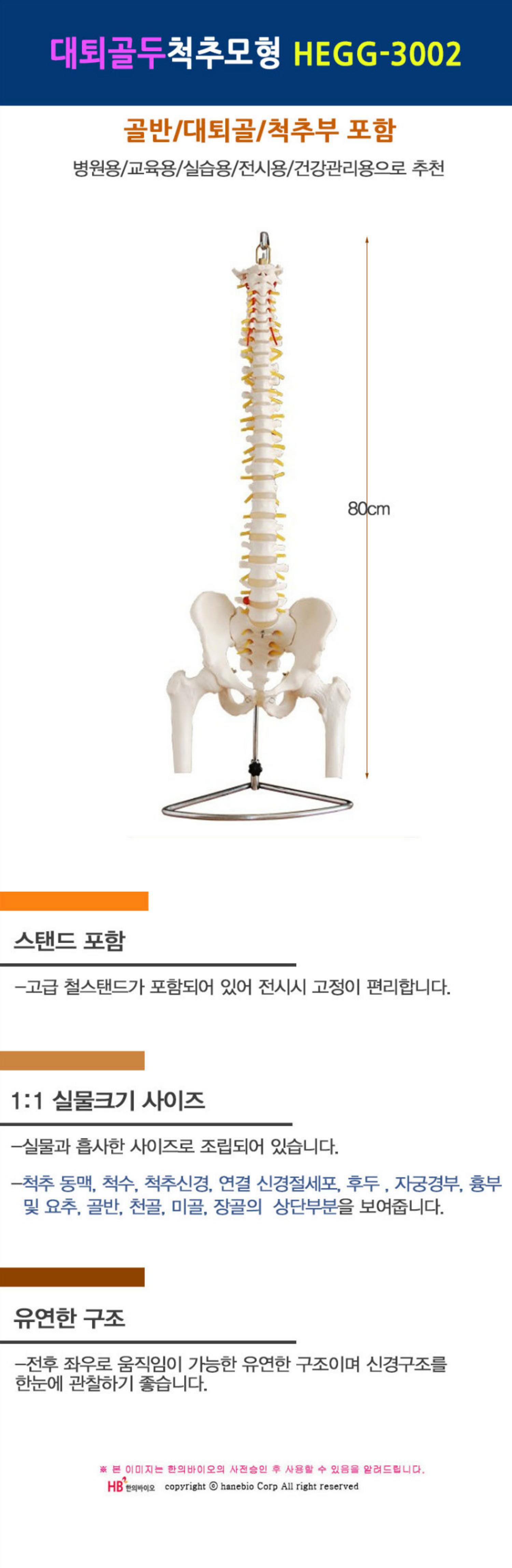 [한의]대퇴골 척추 모형