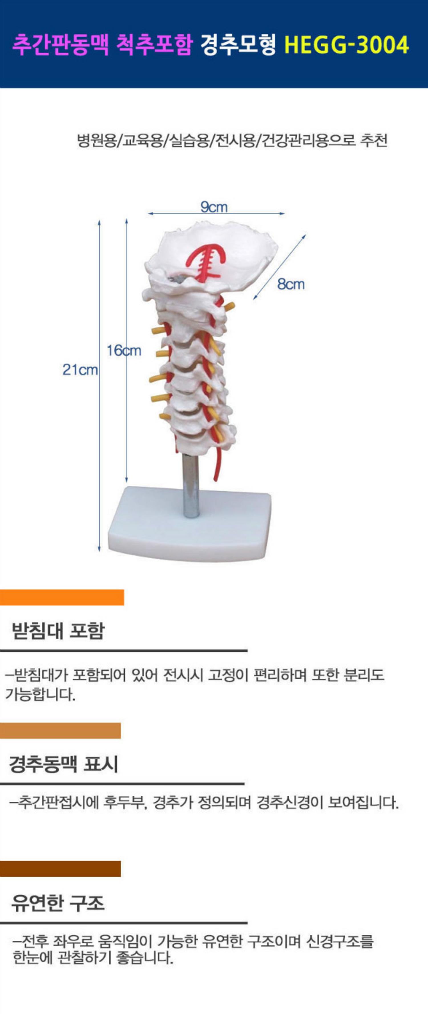 [한의]추간판동맥 경추모형