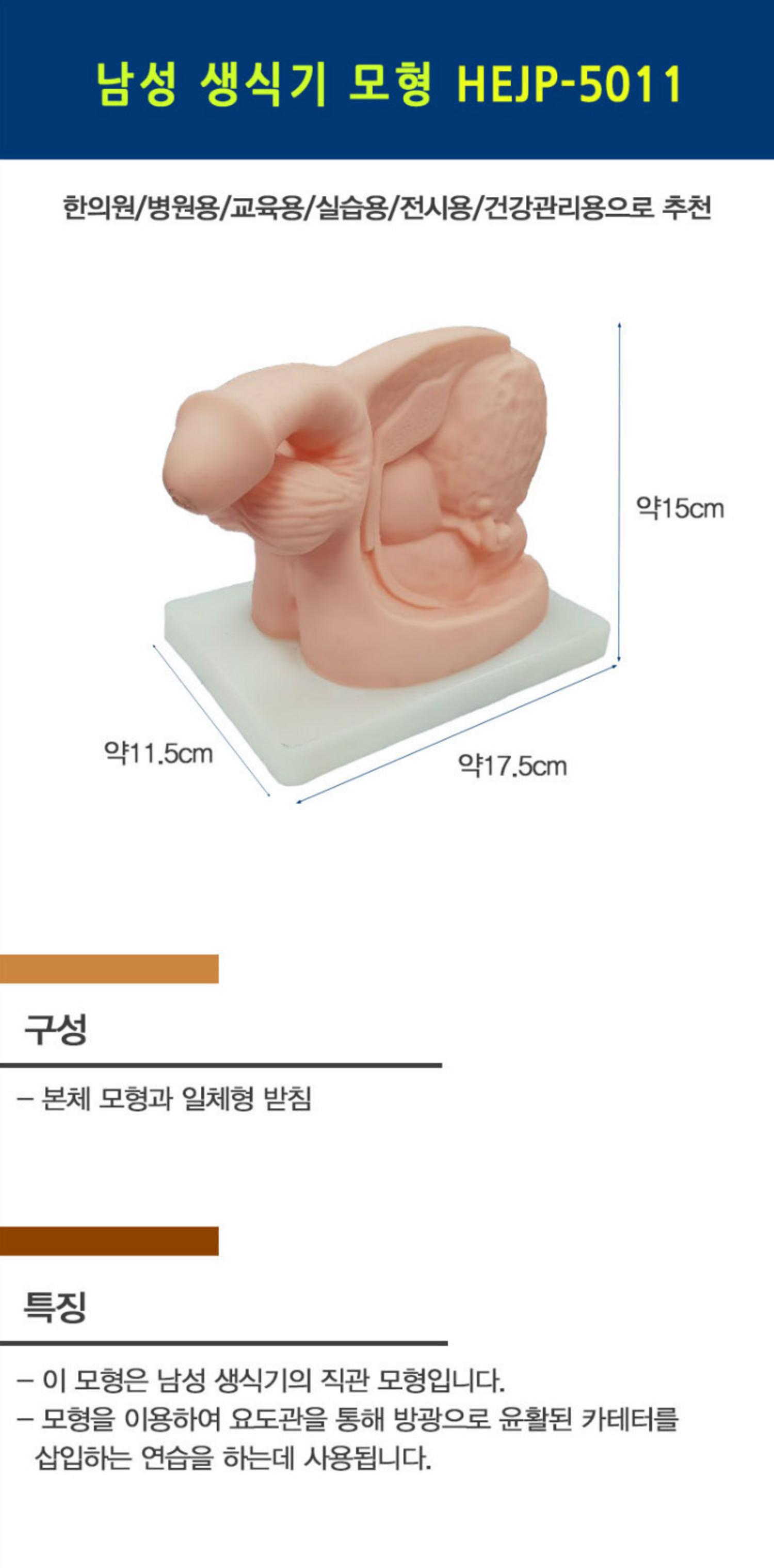 [한의]남성 생식기 모형