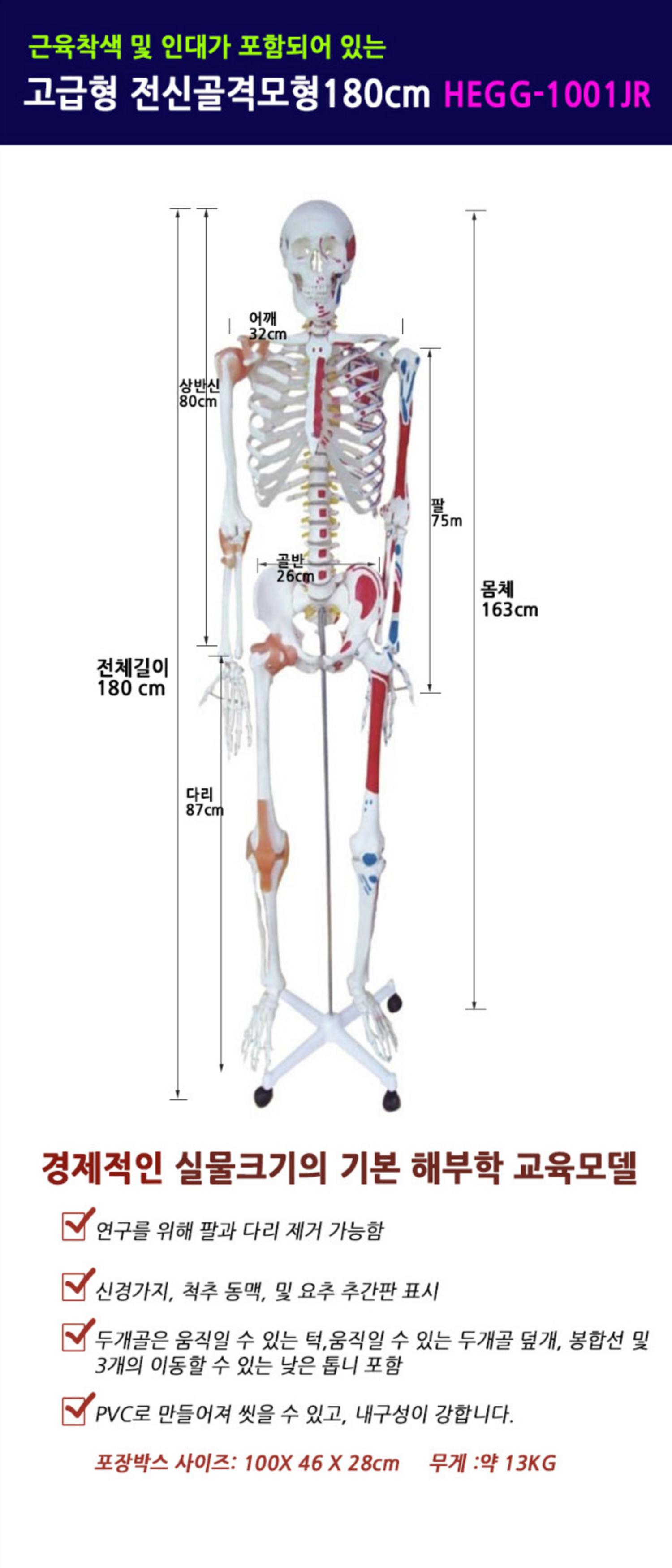 [한의]근육인대포함 전신골격모형 (180cm)