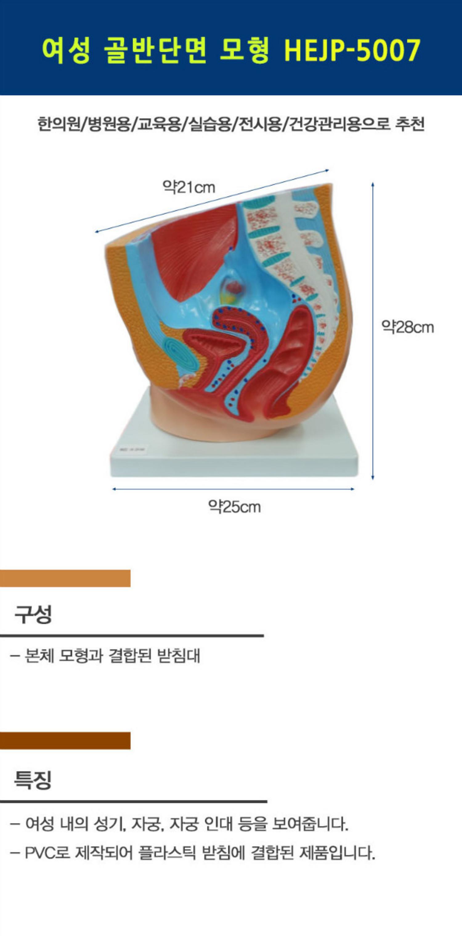 [한의]여성 골반단면 모형