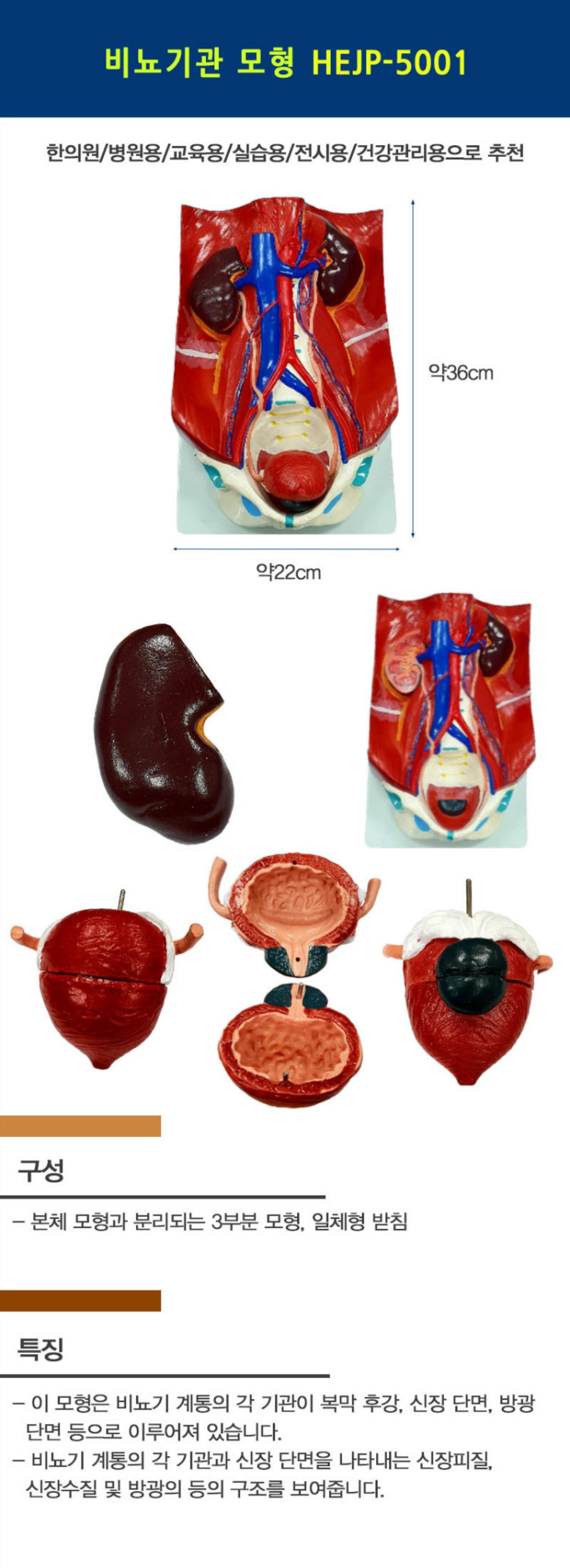 [한의]비뇨기관 모형