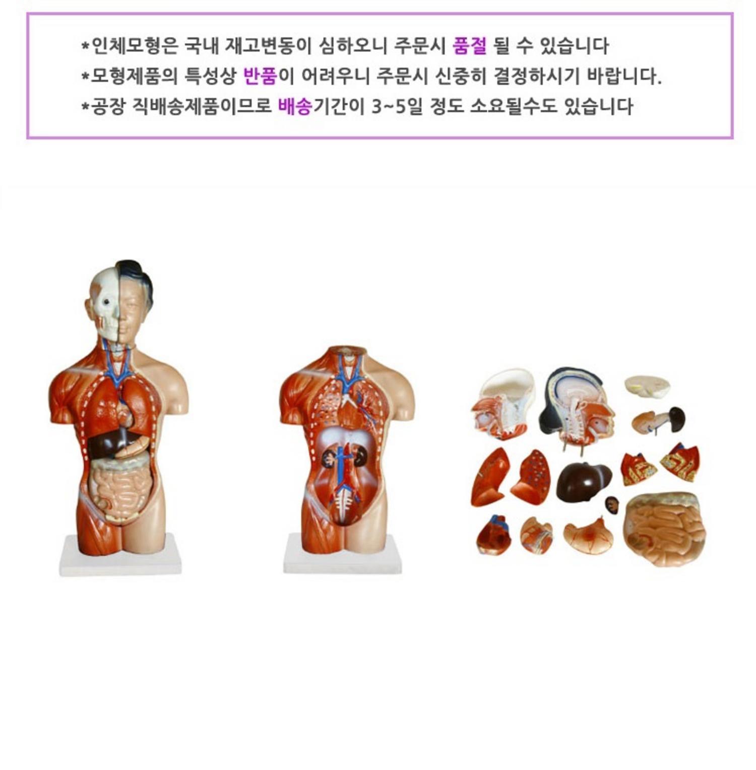 남성 상반신 모형