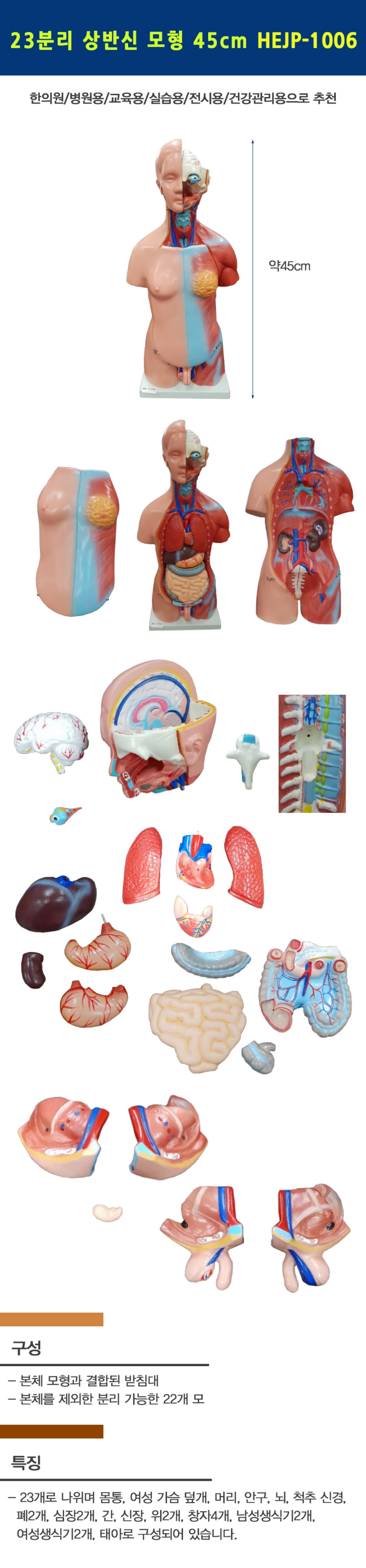 [한의]남여공용 23분리 상반신 모형