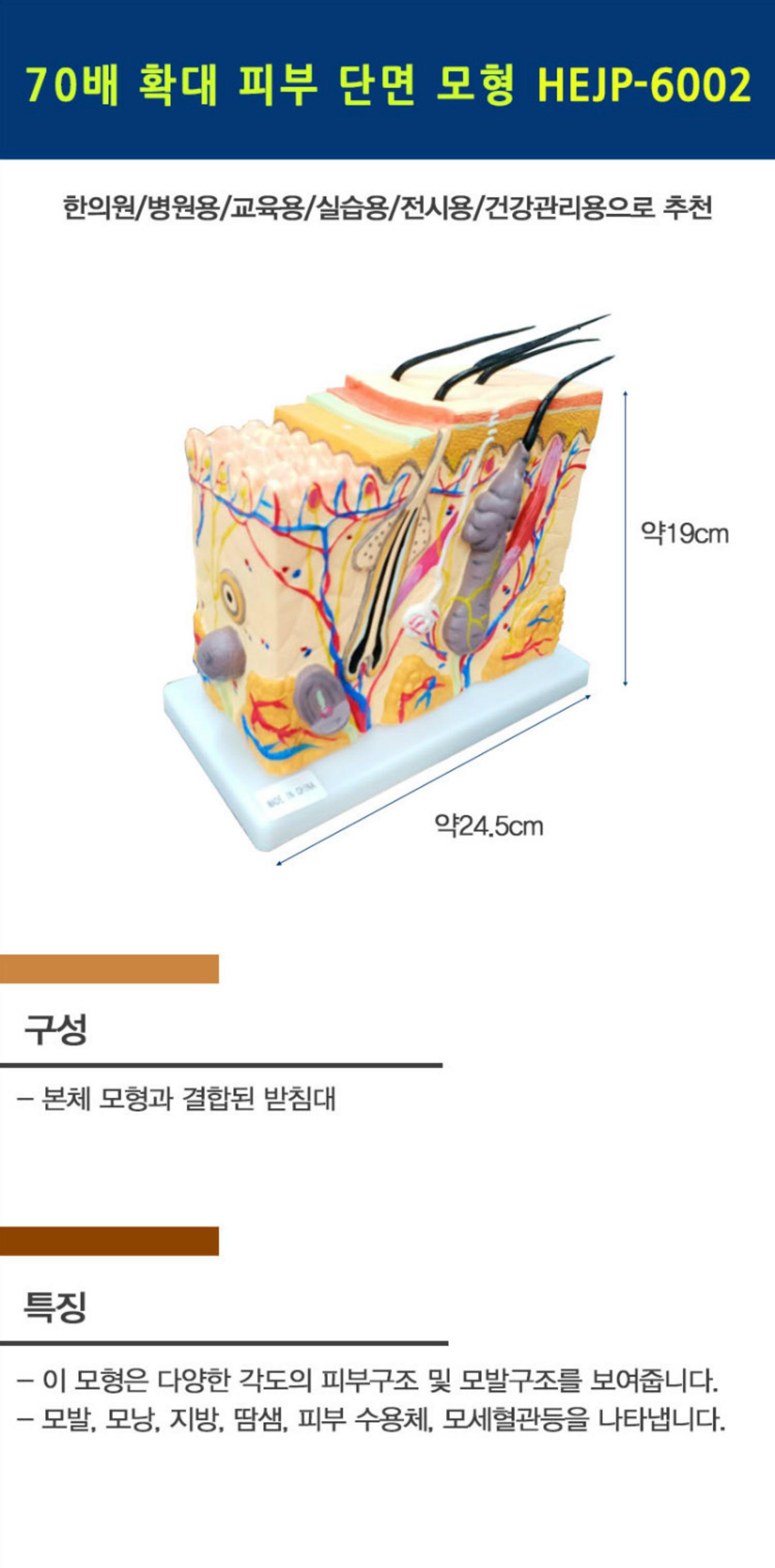 [한의]70배 확대 피부 단면모형