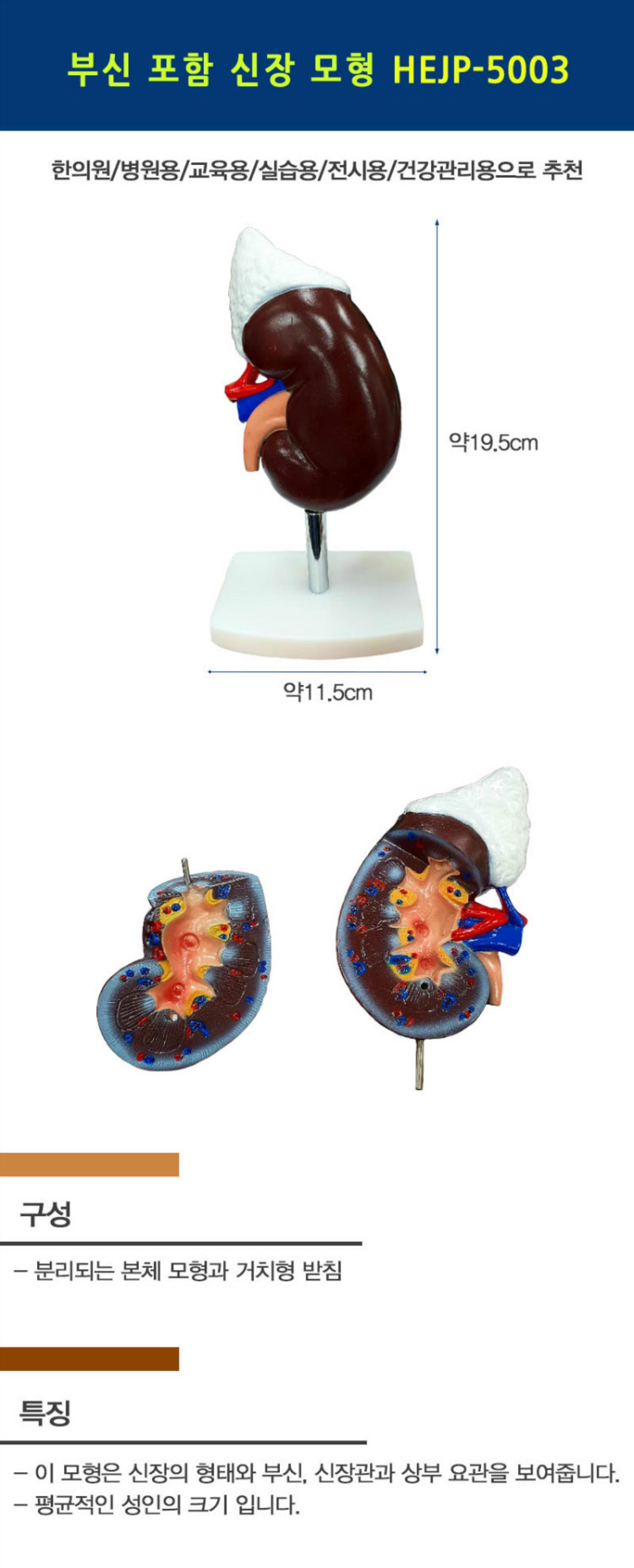 [한의]부신 포함 신장 모형