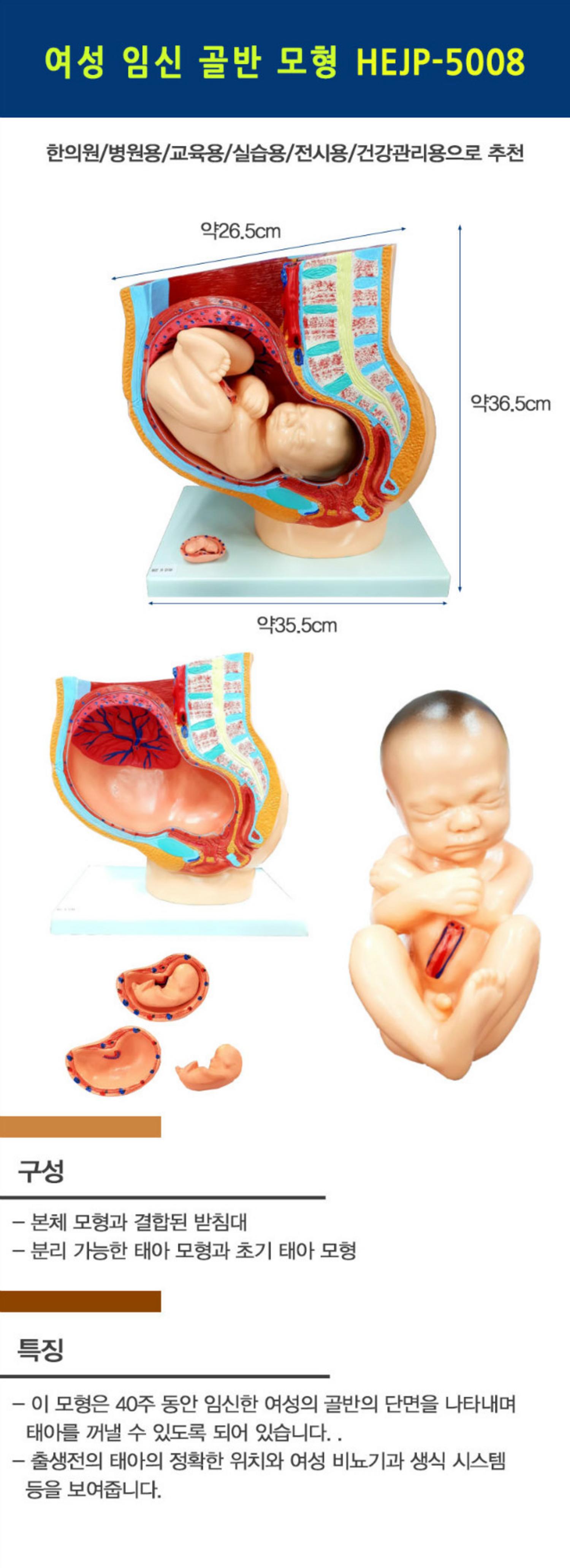 [한의]여성 임신 골반 모형
