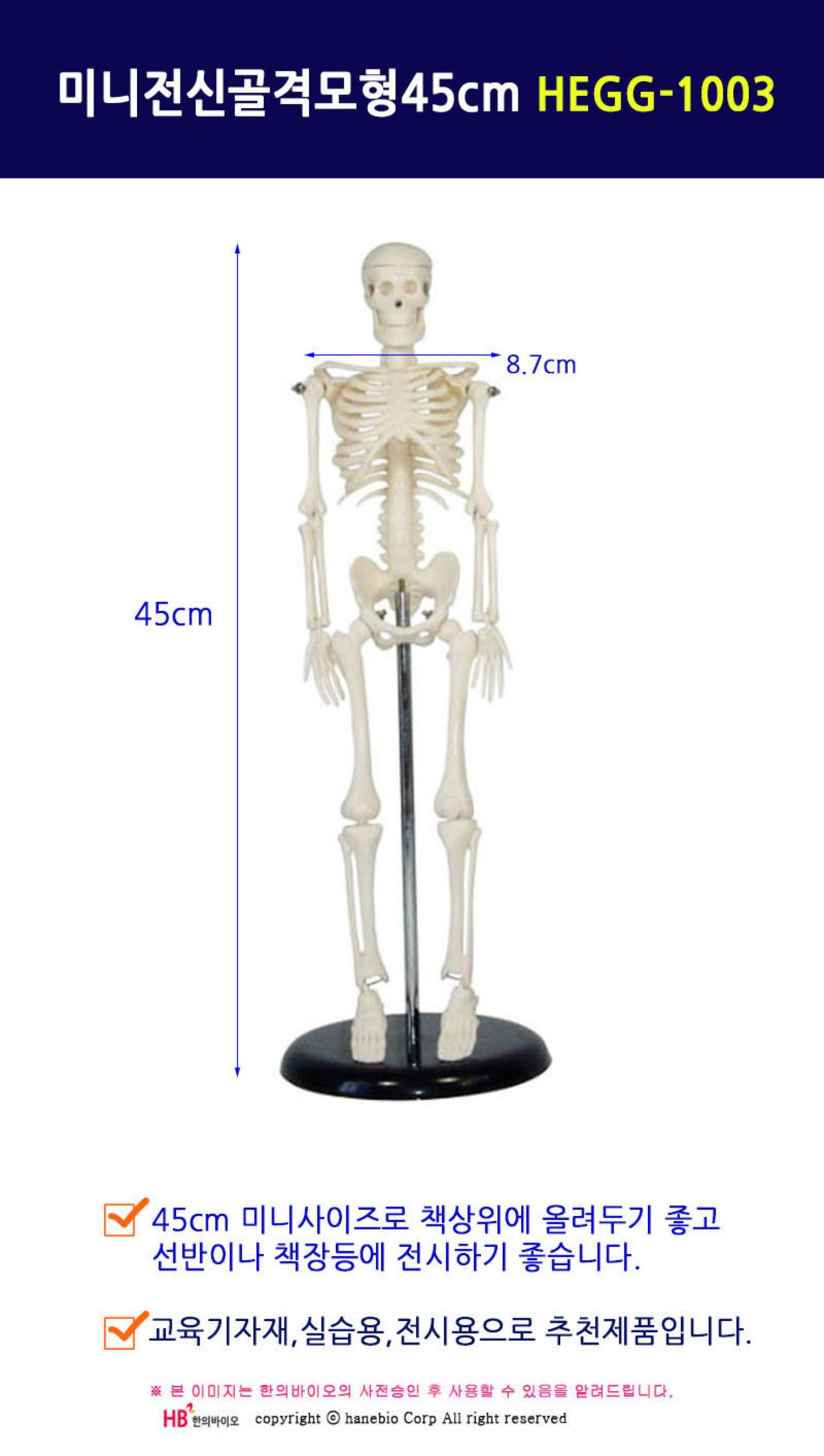 [한의]미니전신골격모형 (45cm)
